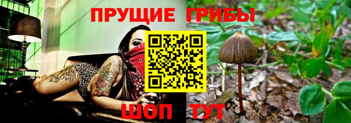 Псилоцибиновые грибы GOLDEN TEACHER  сколько стоит  Заводоуковск  Вход с VPN 